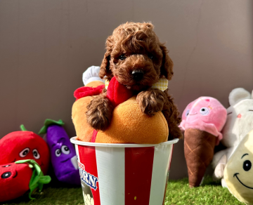 Toy Poodle Teacup Yavrularımız